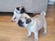 Preciosos cachorros de pug disponibles