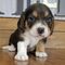 Regalo beagle ,listo en adopcion, whatsapp:613372697