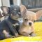 Regalo cachoros chihuahua miniaratura, whatsapp:613372697