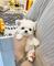 Regalo cachorros bichon maltes,...whatapps+34623727736