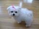 Regalo cachorros.... bichon maltes***whatapps.623727736