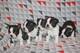 Regalo cachorros boston terrier whatsapp:613372697