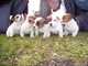 Regalo cachorros cachorros jack russell,whatsapp:613372697
