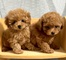 Regalo cachorros caniche para adopcion whatsapp: 613372697