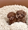Regalo cachorros caniche para adopcion whatsapp: 613372697