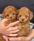 Regalo cachorros caniche para adopcion whatsapp* 623727736