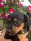 Regalo cachorros de perro