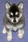 Regalo cachorros husky siberianoo whatsapp**623727736