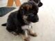 Regalo cachorros ***pastores * alemanes ,,whatapps.623727736 ghl