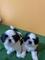 Regalo cachorros shih tzu whatsapp (+34 632 00 46 59)