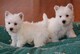 Regalo cachorros western highland terrier, whatsapp:613372697