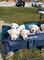 Regalo camada cachorros dogo argentine whatsapp:613372697