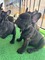 Regalo economicos cachorros bulldog frances whatsapp:613372697