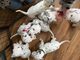Regalo economicos cachorros dalmatas whatsapp:613372697