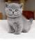 Regalo gatitos britanico pelo corto ( +34 672889487 ) 39