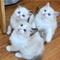 Regalo gatitos ragdoll 22