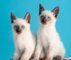 Regalo gatitos siamese whatsaopp (+34 672889487) 06
