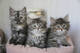 Regalo gatitos siberianos 38fc