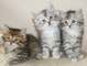 Regalo gatitos siberianos 49f