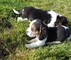 Regalo impresionate cachorros cocker spaniel whatsapp:613372697
