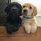 Regalo labradores **retriever cachorros whatapps 623727736