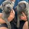 Regalo magnifico cachorros pit bull americano, whatsapp:613372697