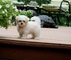 Regalo mini toy cachorros bichon maltes whatsapp:613372697