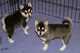 Regalo preciosos cachorros husky siberiano whatsapp:613372697