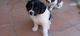 Se regala cachorro