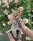 Serval y caracal con linda sabana