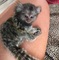 Talentuose scimmiette marmoset