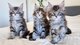 Whatsaopp( +34 672889487 ) gatitos maincoon machos y hembras05
