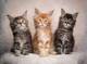 Whatsaopp( +34 672889487 )gatitos maincoon machos y hembras39
