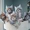 Whatsaopp( +34 672889487 )gatitos maincoon machos y hembrasc24