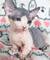 Whatsapp. ( +34 672889487 ) regalo gatitos sphynx 31