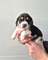 0000000000000000000000cachorros beagle en adopcion