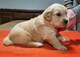 06cachorros labrador en adopcion
