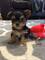 06cachorros yorkshire en adopcion