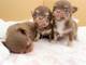 0.regalo cachorros chihuahua miniaratura, whatsapp:613372697