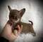 1 cachorros chihuahua cachorros (34 691 11 04 90)