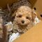 42cachorros caniches en adopcion