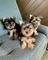 45454 regalo yorkshire cachorros toy950