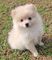 ,48cachorros pomeranian en adopcion
