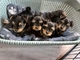 71regalo yorkshire cachorros toy whatsapp516