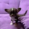 8 cachorros chihuahua cachorros (34 691 11 04 90)