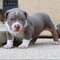 9876 american bully cachorros