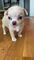 A10cachorros chihuahua en adopcion