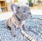 * cachorros bulldog francese cachorros (34 691 11 04 90)