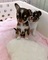 /cachorros chihuahua cachorros (34 691 11 04 90)
