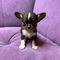 ) cachorros chihuahua cachorros (34 691 11 04 90)